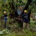 Tras la tormenta, el Municipio despejó calles y retiró árboles caídos en distintos sectores