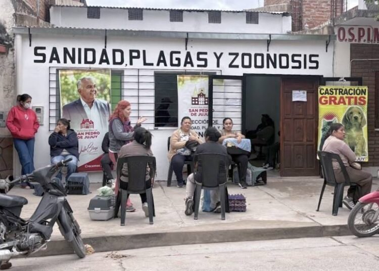 Continúan las castraciones gratuitas en San Pedro de Jujuy